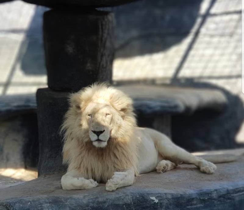 SAFARI WORLD