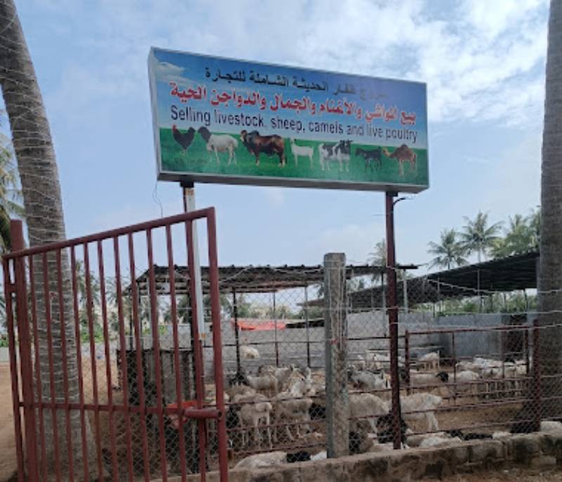 Sale of live and slaughtered livestock