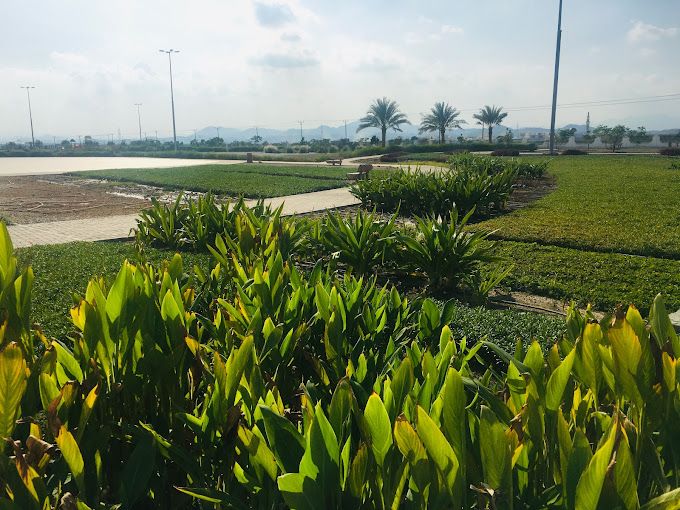 A photograph of Liwa Public Park