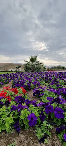 A photograph of Rustaq Public Park
