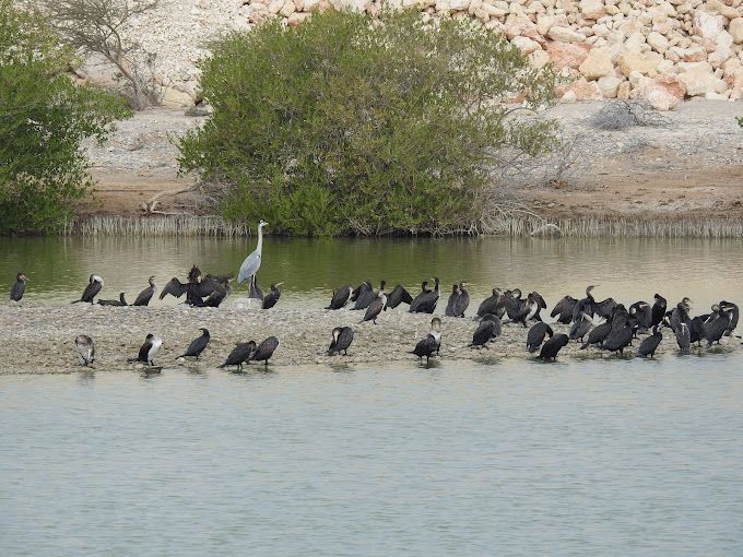 A photograph of Flamingo lake