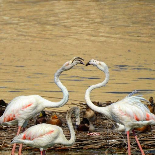 A photograph of Flamingo lake