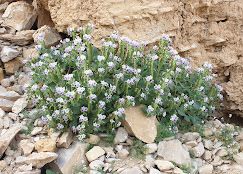 A photograph of Hanging Gardens Hike