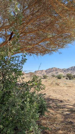 A photograph of Seih al-Dhaisah