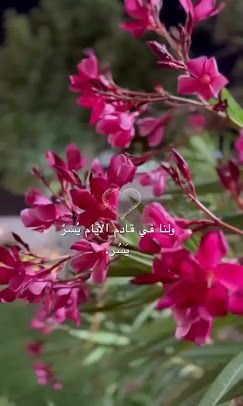 صورة لـ Al Buraimi Oasis Rest House