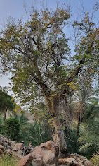 صورة لـ Ain Al-Akrabeyah