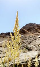 A photograph of Wadi Aljazirih