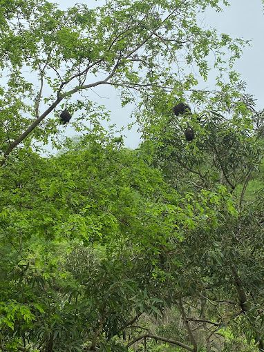 A photograph of Dhalkut Forest