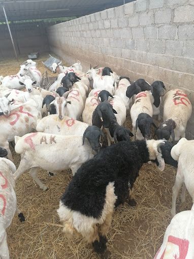 A photograph of Sale of live and slaughtered livestock