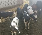 A photograph of Sale of live and slaughtered livestock