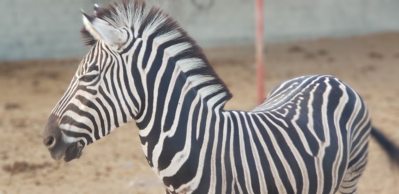 A photograph of SAFARI WORLD